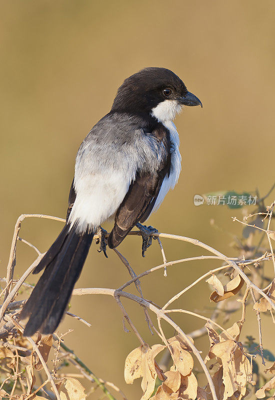 Taita Fiscal或Teita Fiscal (Lanius dorsalis)是伯劳鸟家族的一员，发现于东非，从苏丹东南部、埃塞俄比亚南部、索马里西部到坦桑尼亚东北部。肯尼亚安博塞利国家公园。雀形目。